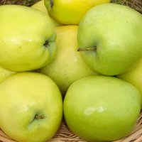 Купить саженец яблони Северный синап