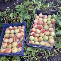 Купить саженец персика Саратовский кустовой