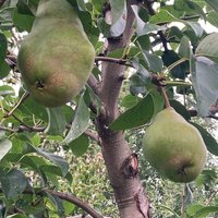 Купить саженец груши Белорусская поздняя
