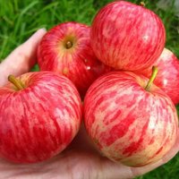 Купить саженцы яблони Коричное полосатое