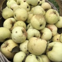 Купить саженцы яблони Антоновка