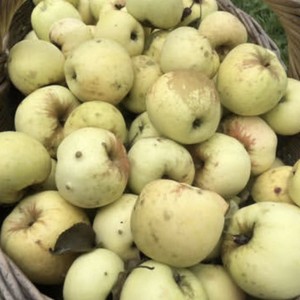 Купить саженцы яблони Антоновка